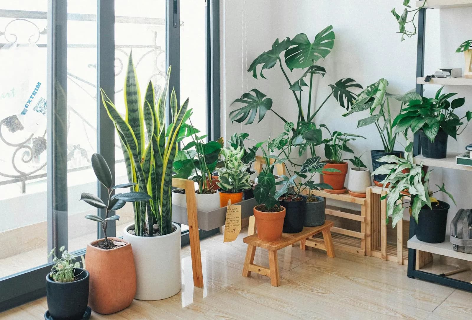 Snake plant in modern interior