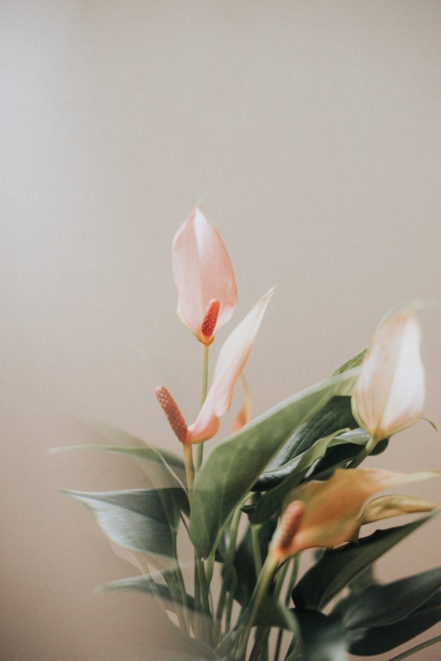 Anthurium Warocqueanum with velvety elongated leaves