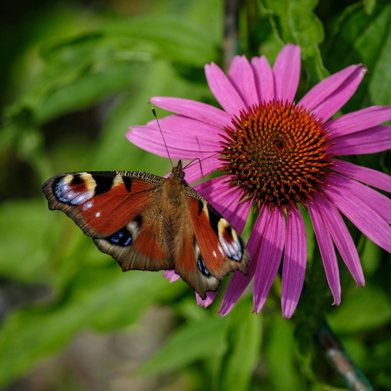 Garden with diverse flowering plants attracting beneficial insects