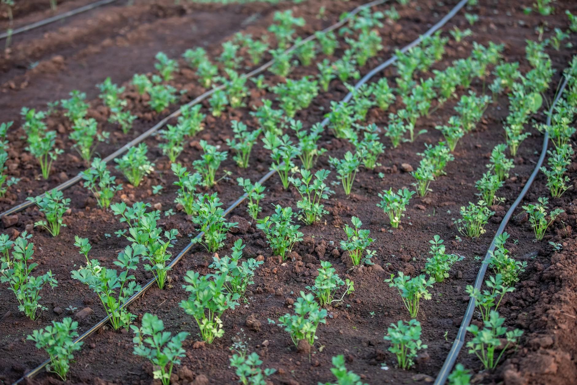 Drip irrigation system in vegetable garden