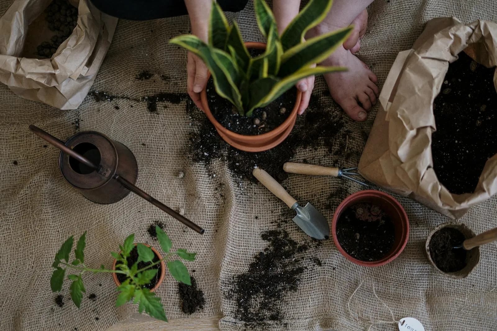 Collection of indoor plants on a shelf