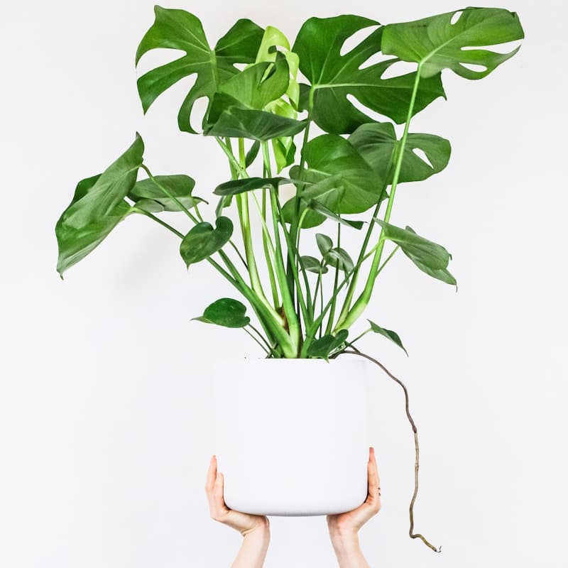 Monstera Deliciosa Albo Variegata with dramatic white variegation