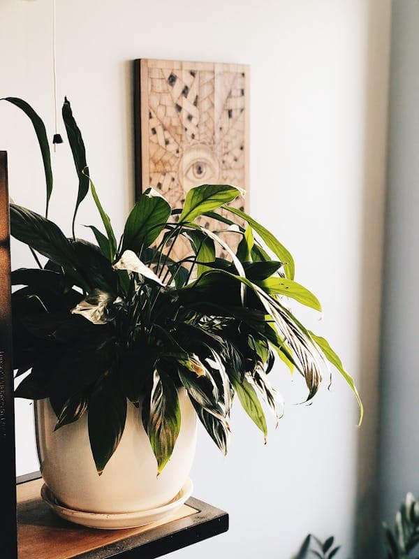 Peace lily with white flower