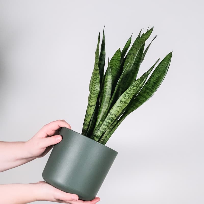 Philodendron Spiritus Sancti with long narrow leaves