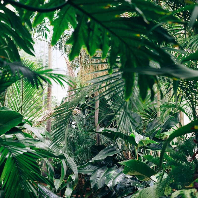 Dividing a mature plant into smaller sections