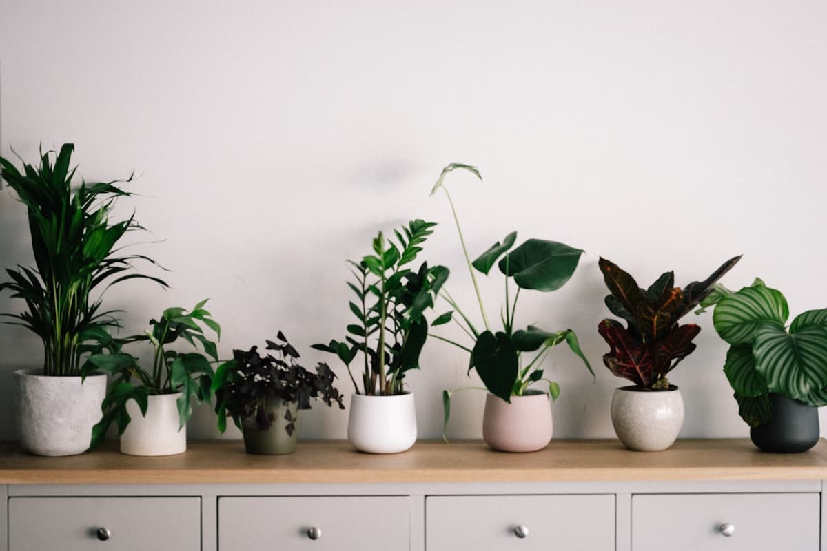 Collection of rare variegated houseplants