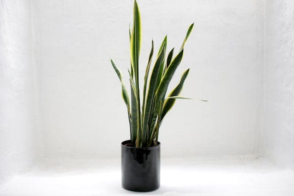 Snake plant in pot