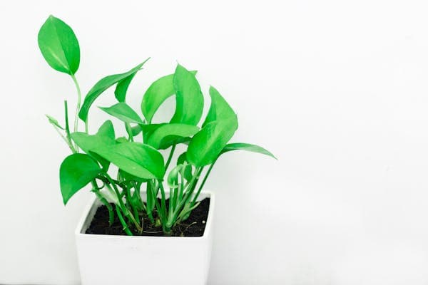 Spider plant with babies