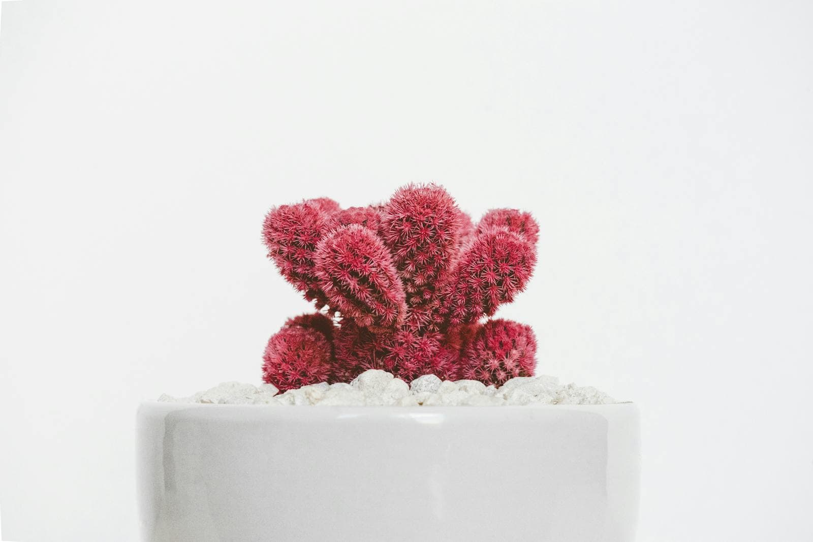 Succulent propagation in progress
