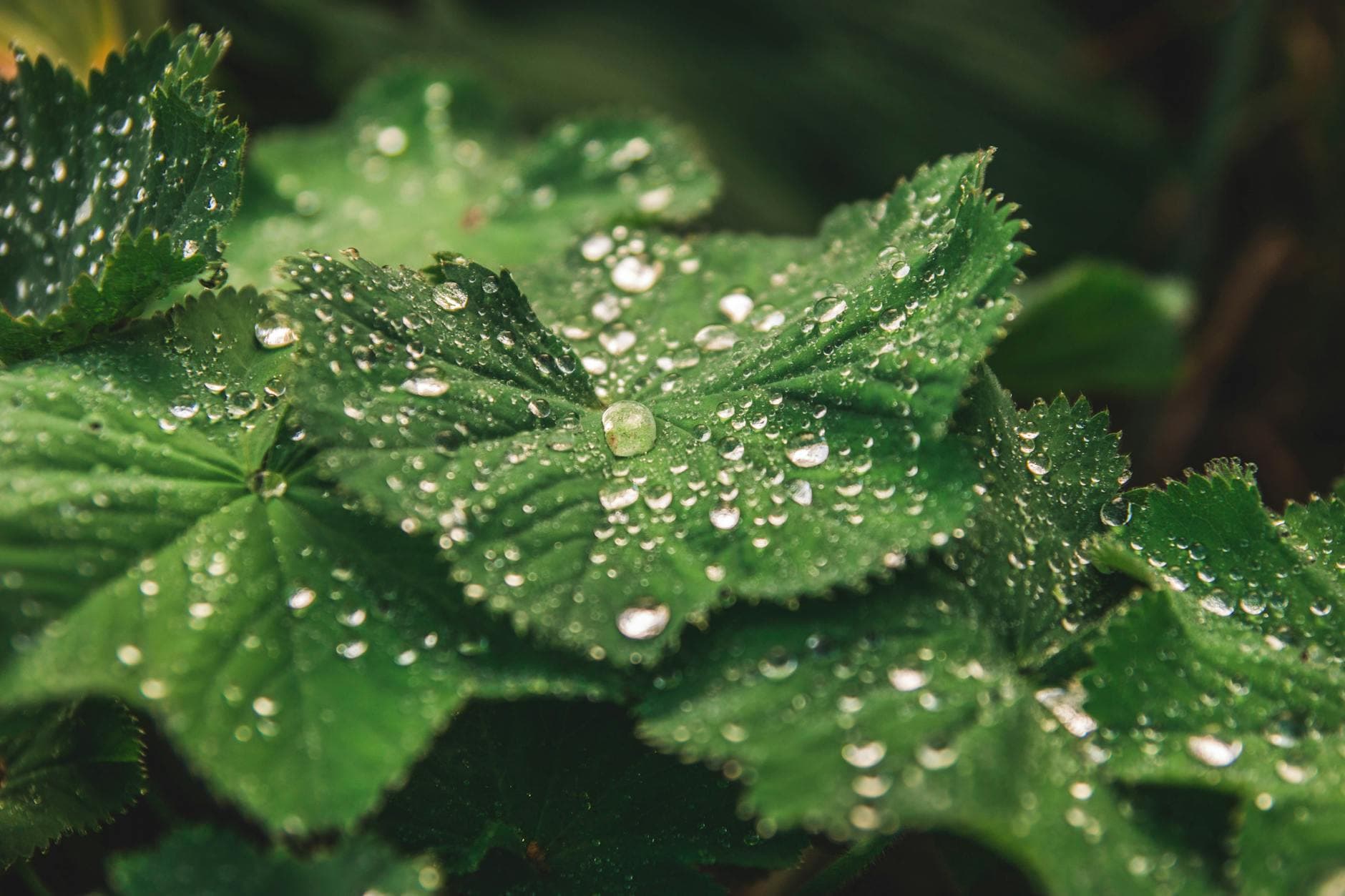Eco-friendly garden with native plants and rain barrel