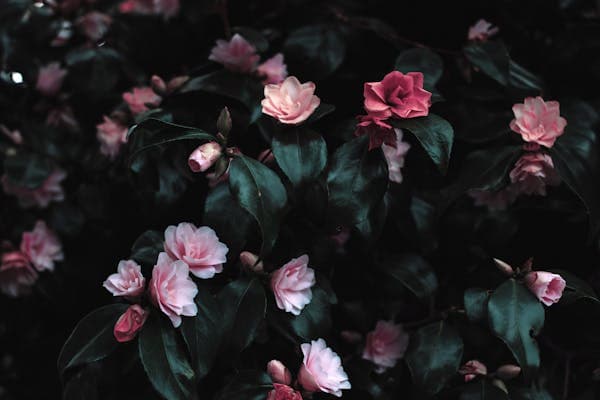 Flower tattoo design inspiration 3