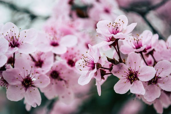 Flower tattoo design inspiration 5