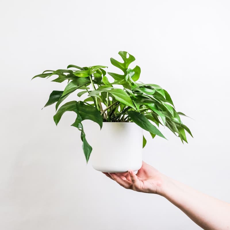 Variegated Alocasia Dragon Scale with textured leaves